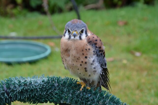 kestrel, european, bird-1208031.jpg