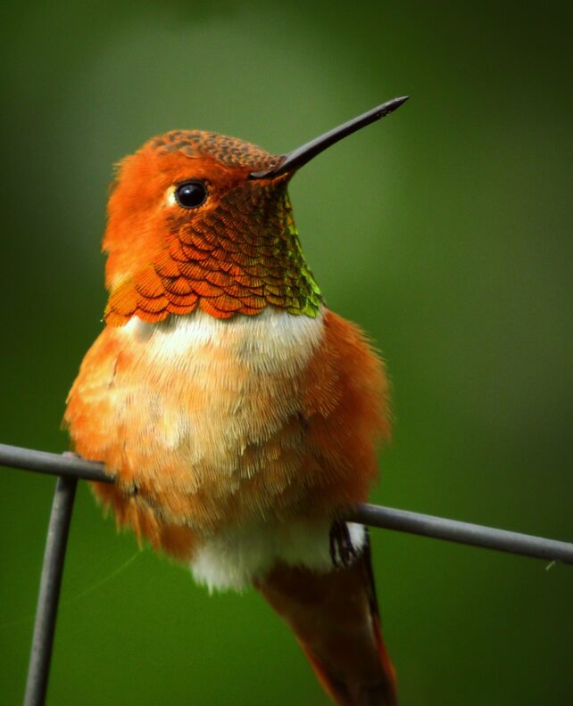 rufous hummingbird, bird, animal-6241658.jpg